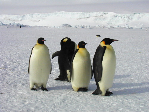 Emperor Penguin, photo 6 of 7