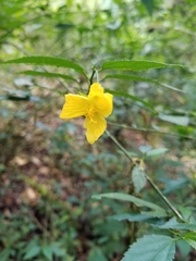 Pavonia spinifex