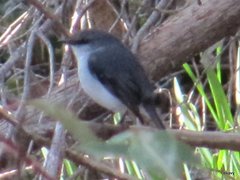 Eopsaltria georgiana