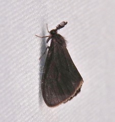 Cryptothelea gloverii