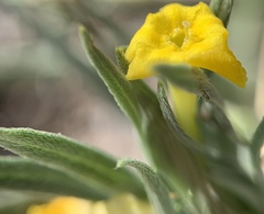 Lithospermum incisum