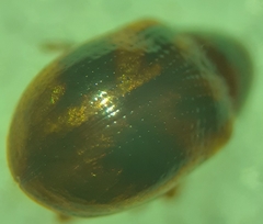 Paria fragariae