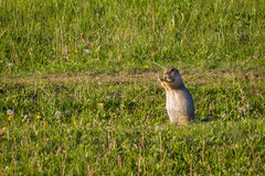 Spermophilus major