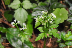 Sanicula lamelligera