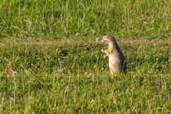 Spermophilus major