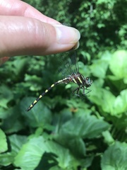 Cordulegaster bilineata