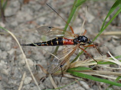 Tanyptera atrata