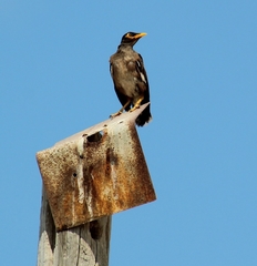 Acridotheres tristis