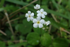 Trigonotis formosana elevatovenosa