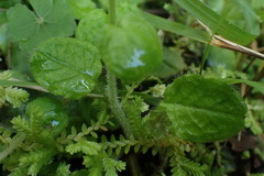 Trigonotis formosana elevatovenosa