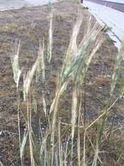 Hordeum vulgare