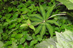 Paris polyphylla stenophylla