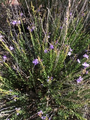 Bouchea linifolia