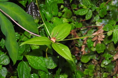 Paris polyphylla stenophylla