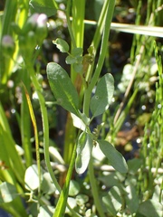 Cardamine amara