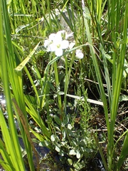 Cardamine amara