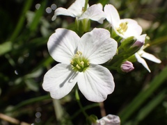 Cardamine amara