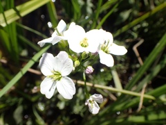 Cardamine amara