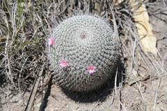Mammillaria haageana