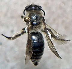 Colletes inaequalis