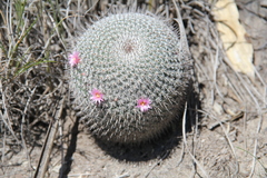 Mammillaria haageana