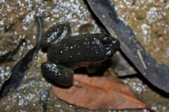 Occidozyga martensii