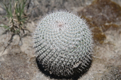Mammillaria haageana