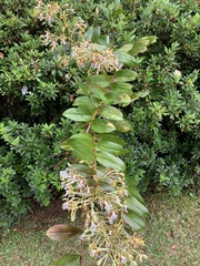 Epidendrum exasperatum