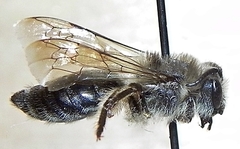 Colletes inaequalis