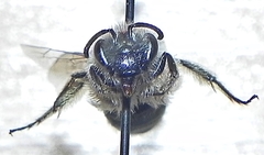 Colletes inaequalis