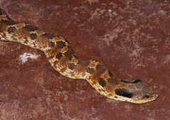 Heterodon