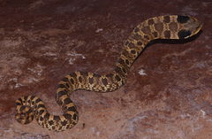 Heterodon