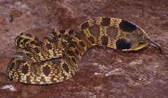 Heterodon