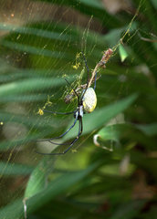 Nephila vitiana