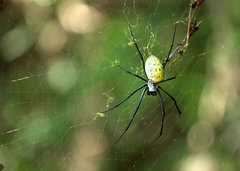 Nephila vitiana