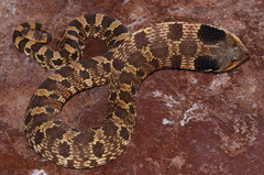 Heterodon