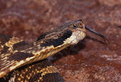 Heterodon