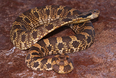Heterodon