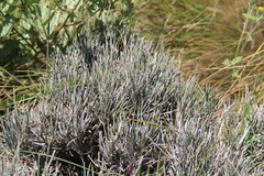 Ephedra compacta
