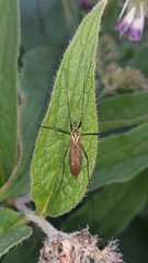 Nephrotoma appendiculata