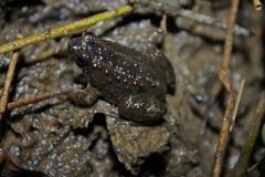 Occidozyga martensii