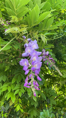 Wisteria sinensis