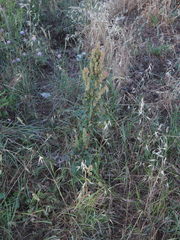 Rumex crispus crispus