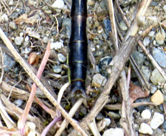 Phanogomphus spicatus