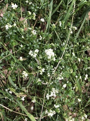 Galium