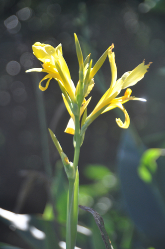 Canna glauca image