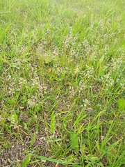 Poa humilis