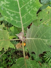 Solanum quitoense
