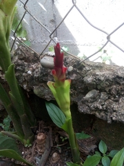 Curcuma zedoaria