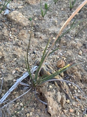 Geochloa rufa